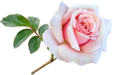 flower-4814753_960_720 